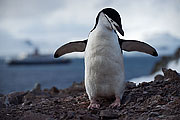 Picture 'Ant1_1_3763 Chinstrap penguin, Half Moon Island, South Shetland Islands, Antarctica and sub-Antarctic islands'